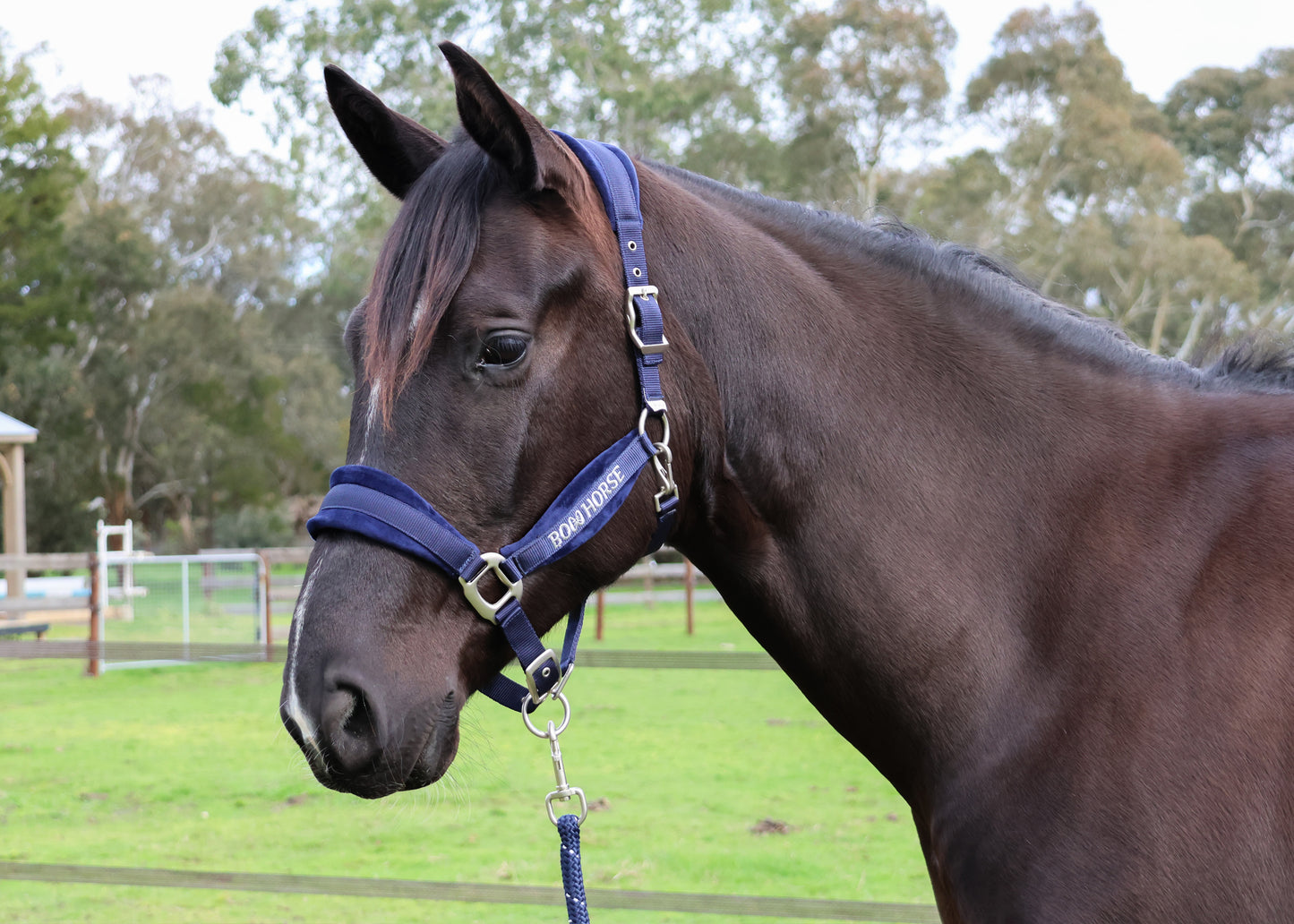 Premium Horse Halter and Lead - Navy