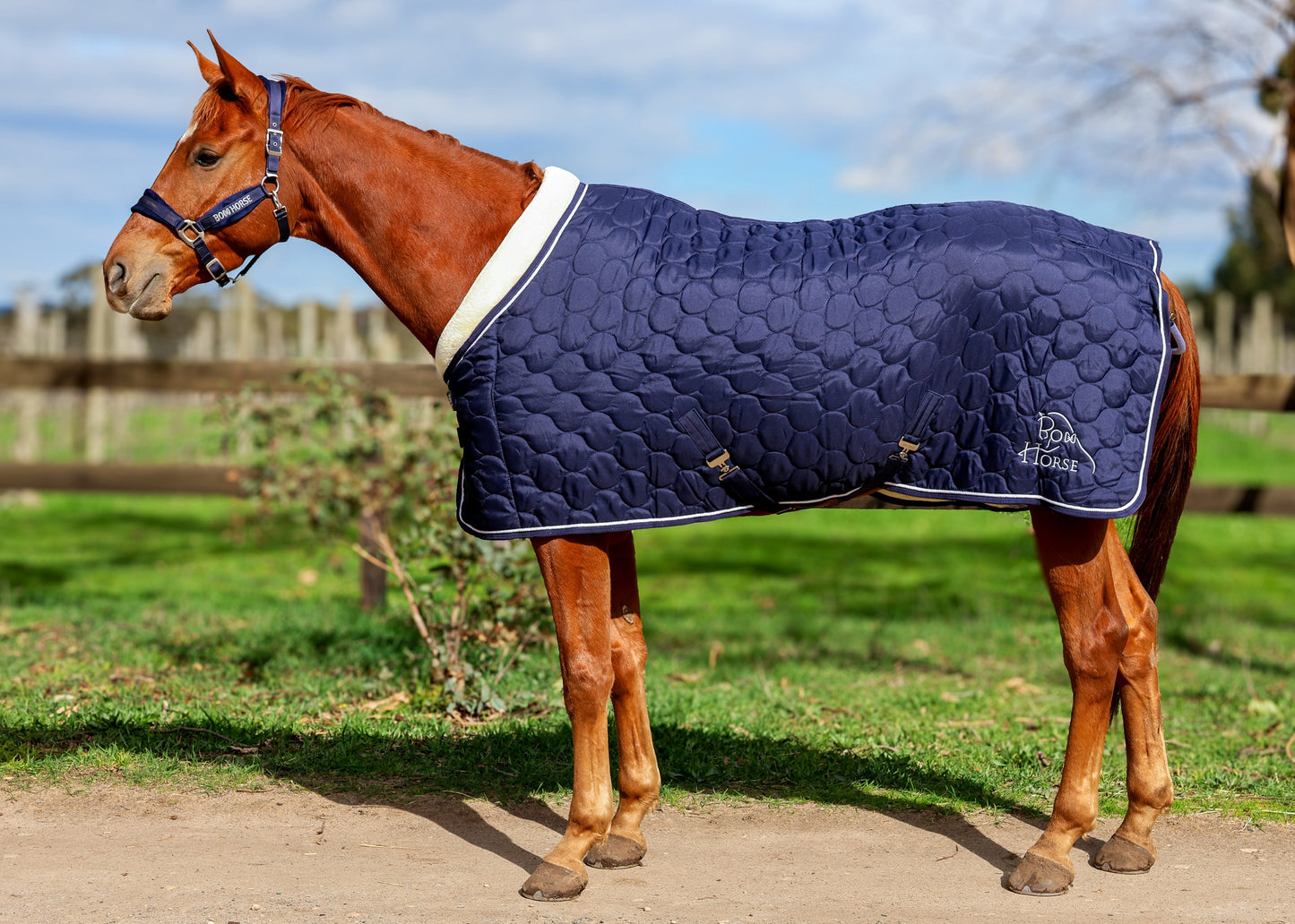Winter Show Blanket