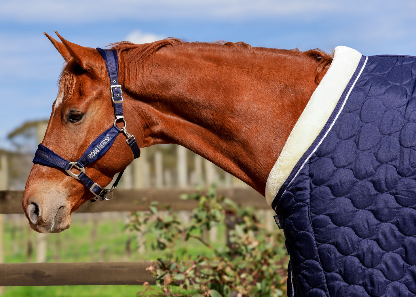 Winter Show Blanket