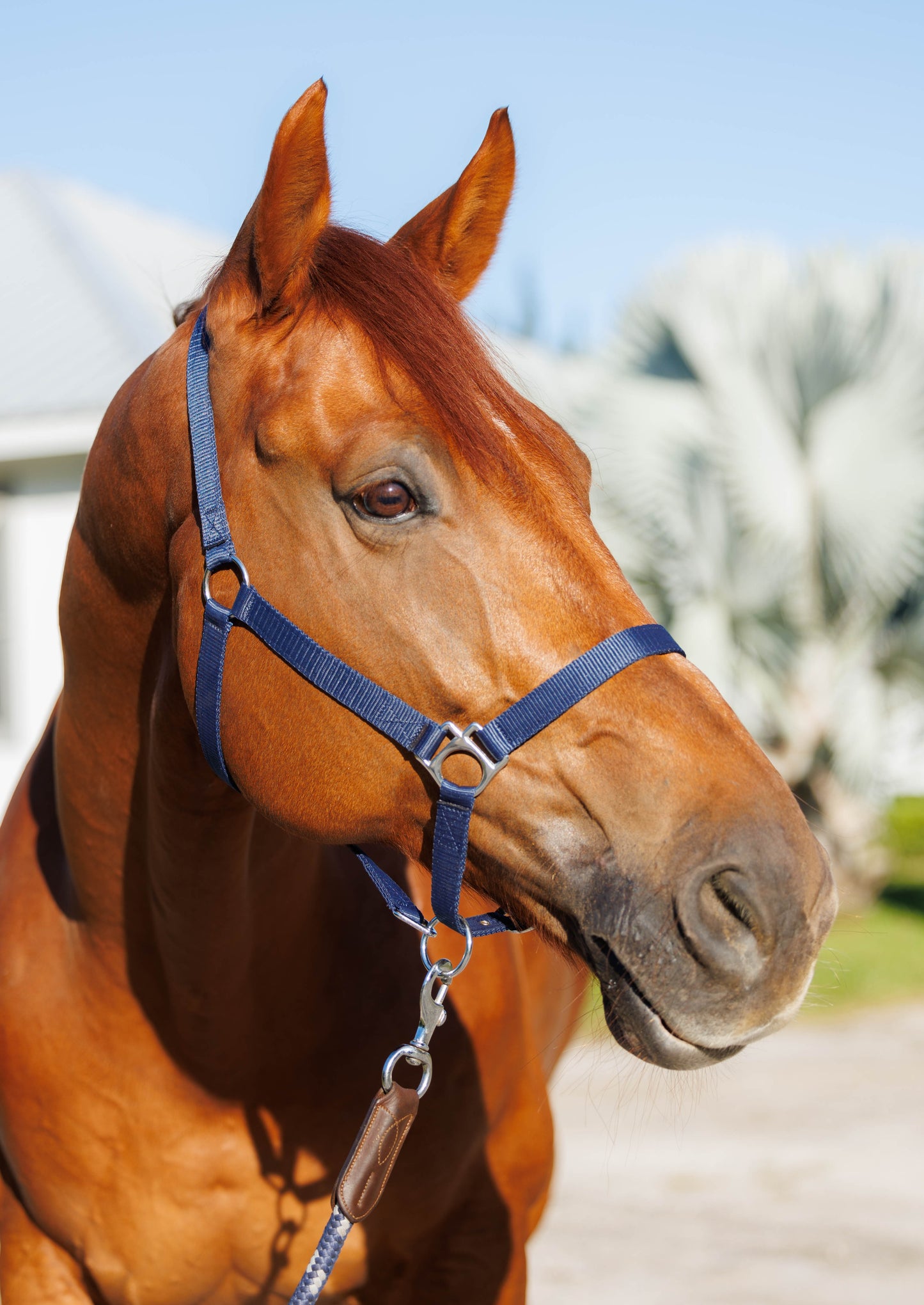 Horse nylon halter - Horse gear & accessories