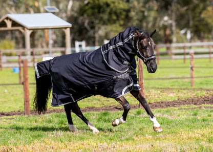 Horse wearing a black rug running in an outdoor paddock