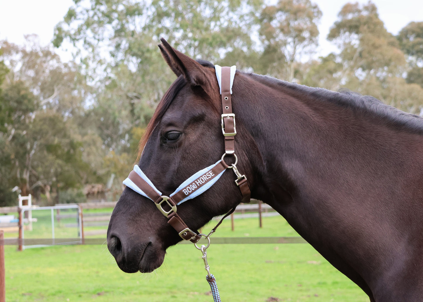 Premium Horse Halter and Lead - Brown