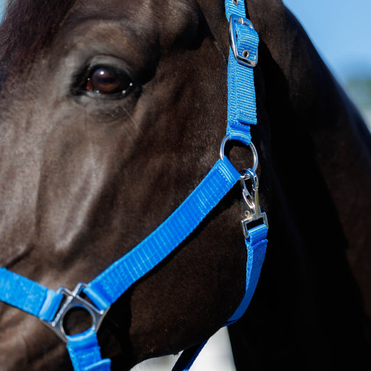 Horse halter - Horse accessories