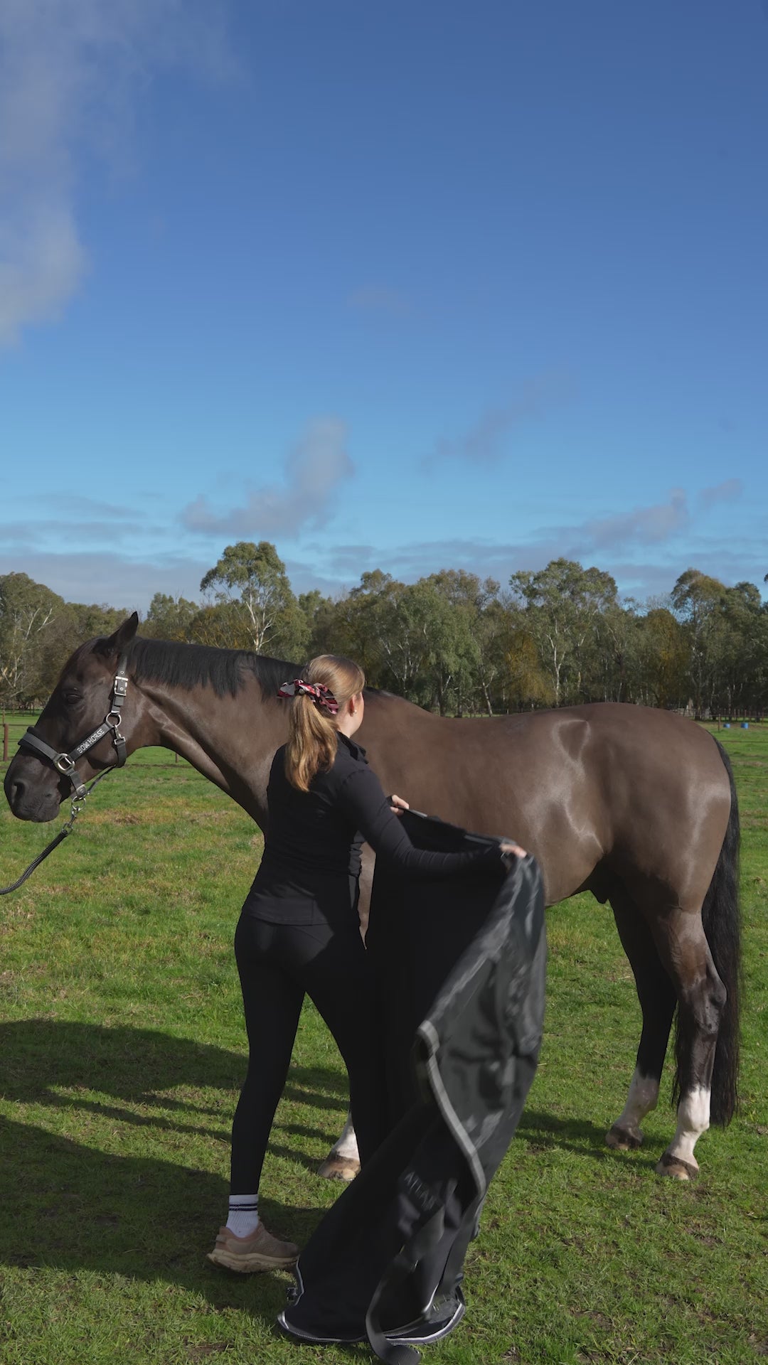 Omik Horse Blanket with Detachable Neck Cover – Bow Horse USA LLC
